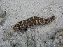 58- Une holothurie  sur le sable (thymiosycia hilla) - Recifs Kouare